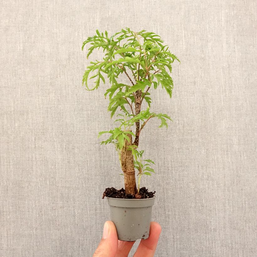 Spécimen de Polyscias filicifolia - Faux-aralia à feuilles de fougère Mini-plante tel que livré au printemps