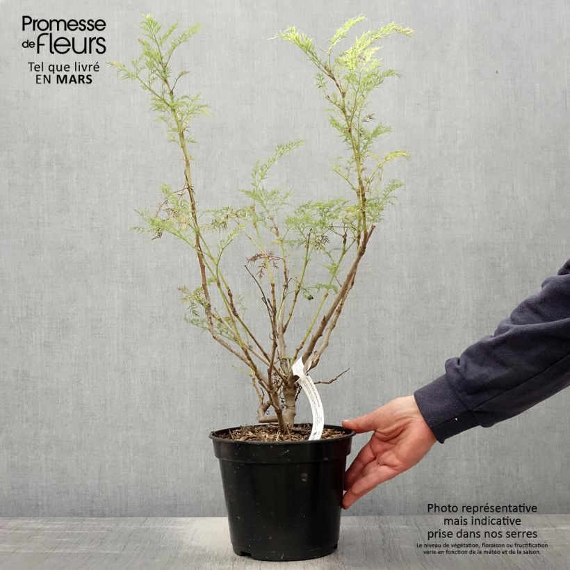 Spécimen de Polyscias sambucifolia - Sureau panax tel que livré au printemps