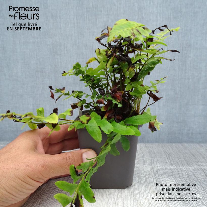 Spécimen de Polystichum acrostichoides - Fougère de Noël Godet de 8/9 cm tel que livré en été