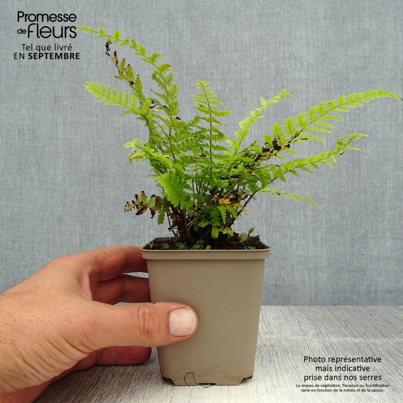 Spécimen de Polystichum braunii - Fougère Godet de 8/9 cm tel que livré en été
