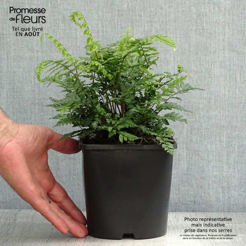 Spécimen de Polystichum makinoi - Fougère persistante Pot de 2L/3L tel que livré en été