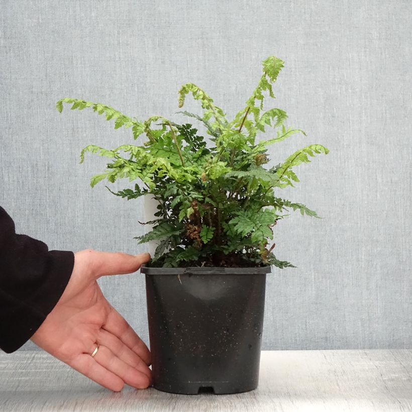 Spécimen de Polystichum makinoi - Fougère persistante Pot de 2L/3L tel que livré au printemps