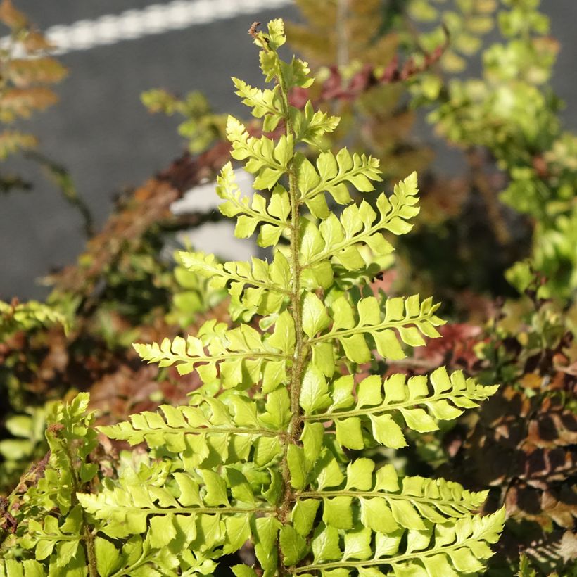 Polystichum makinoi - Fougère persistante (Feuillage)