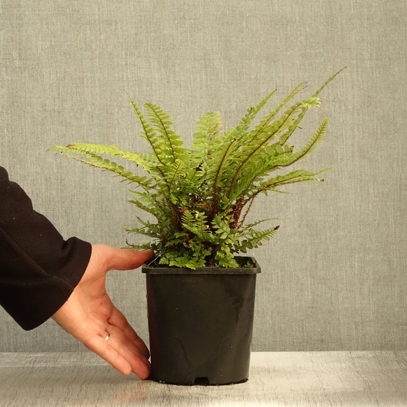 Spécimen de Polystichum neolobatum - Fougère sabre  Pot de 2L/3L tel que livré en automne