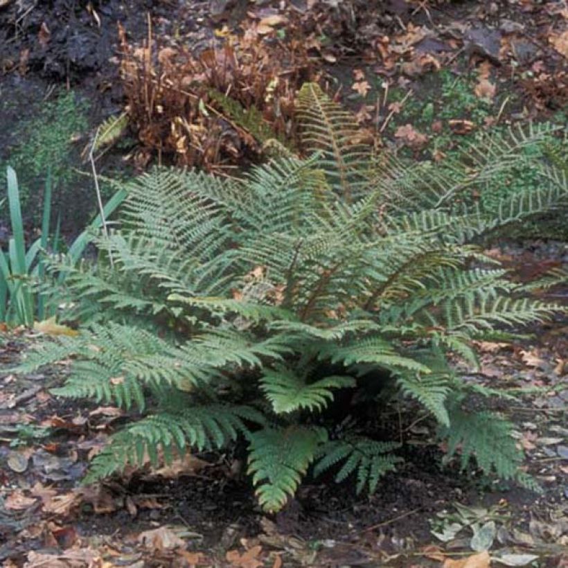 Polystichum polyblepharum - Fougère persistante (Port)