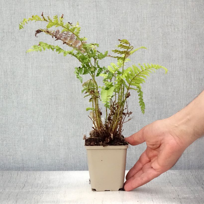 Spécimen de Polystichum polyblepharum - Fougère persistante Godet de 8/9 cm tel que livré en été