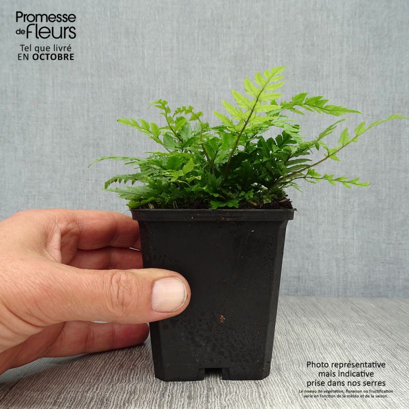 Spécimen de Polystichum rigens - Fougère Godet de 8/9 cm tel que livré en automne