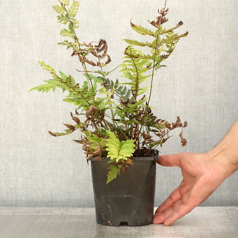 Spécimen de Polystichum rigens - Fougère Pot de 2L/3L tel que livré en automne