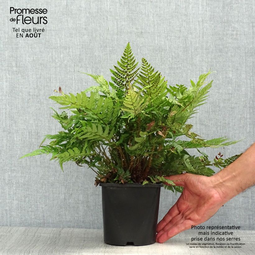 Spécimen de Polystichum rigens - Fougère Pot de 2L/3L tel que livré en été