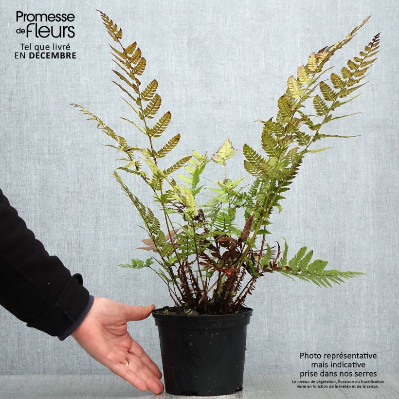 Spécimen de Polystichum rigens - Fougère tel que livré en hiver