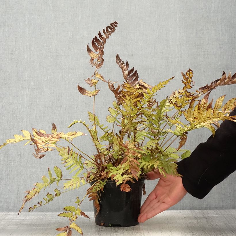 Spécimen de Polystichum rigens - Fougère Pot de 2L tel que livré au printemps