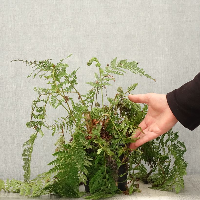 Spécimen de Polystichum setiferum - Aspidie à cils raides Herrenhausen Pot de 2L tel que livré au printemps