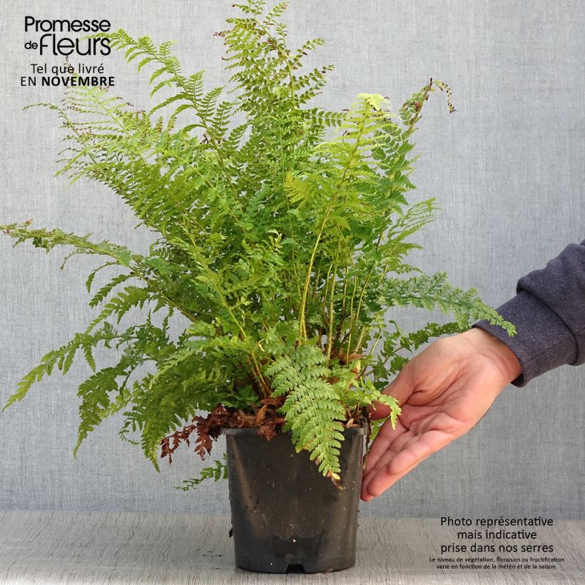 Spécimen de Polystichum setiferum - Fougère Pot de 2L/3L tel que livré en automne