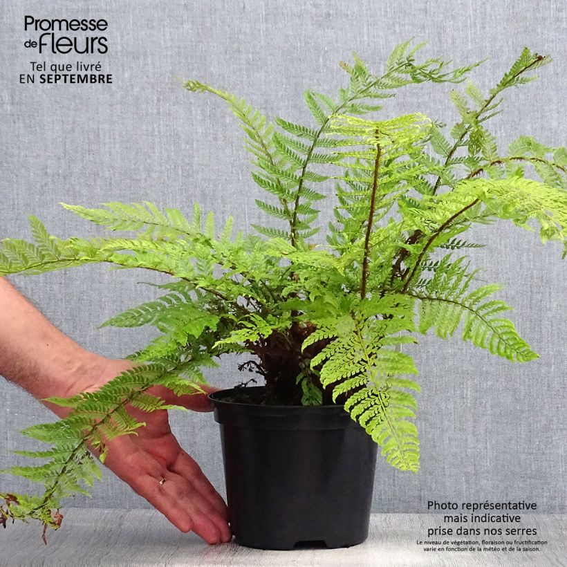 Spécimen de Polystichum setiferum Plumosum Bevis - Aspidie à cils raides Pot de 2L/3L tel que livré en été