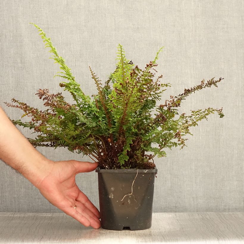 Spécimen de Polystichum setiferum Plumosum Densum - Fougère Pot de 2L/3L tel que livré en été
