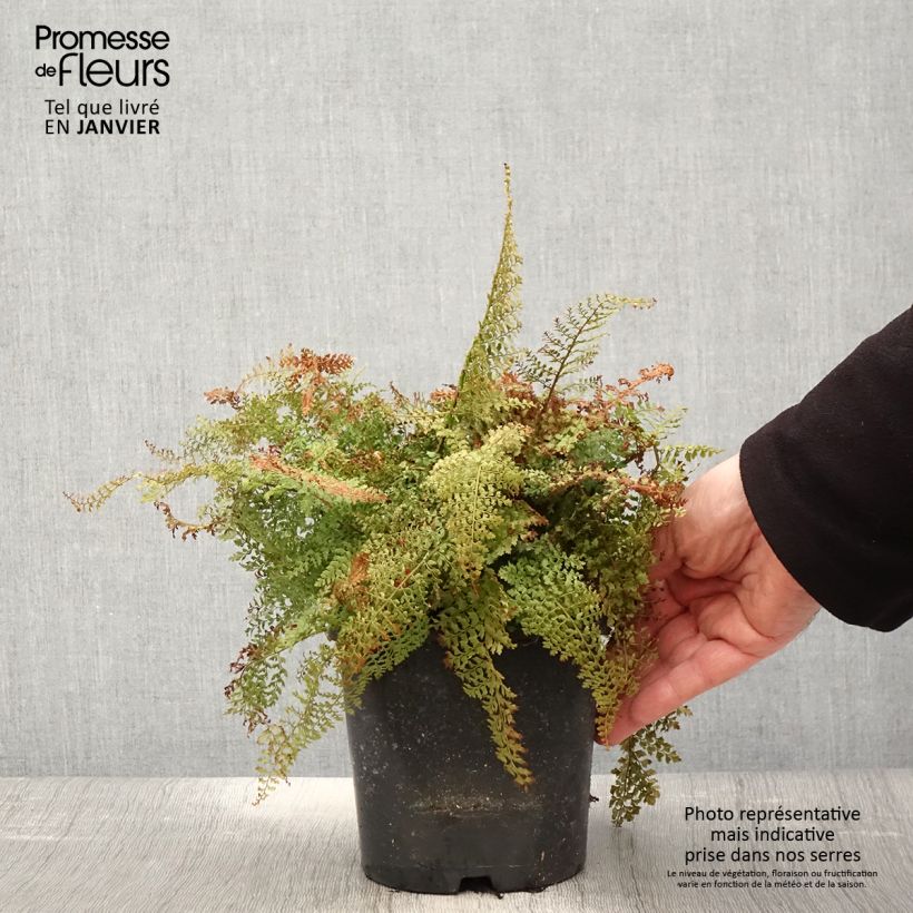Spécimen de Polystichum setiferum Plumosum Densum - Fougère tel que livré en hiver