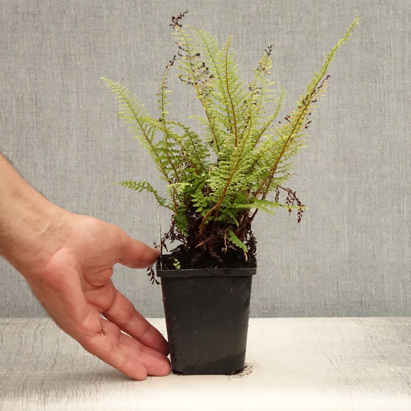 Spécimen de Polystichum setiferum Proliferum - Fougère Godet de 8/9 cm tel que livré en été