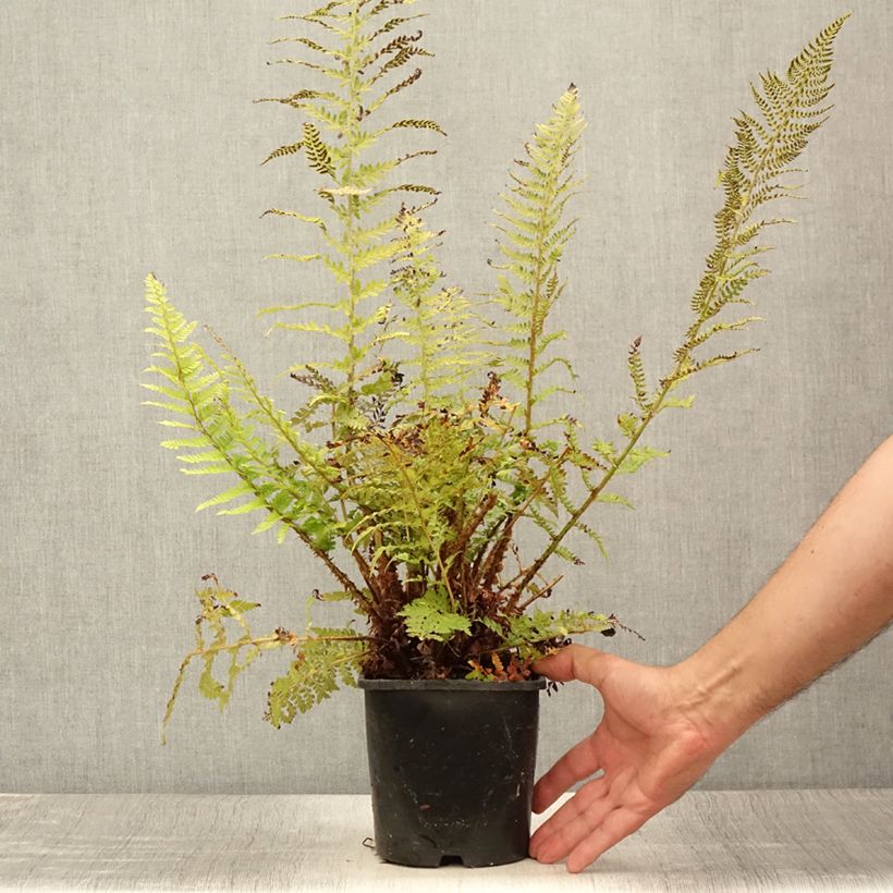 Spécimen de Polystichum setiferum Proliferum - Fougère Pot de 2L/3L tel que livré en été