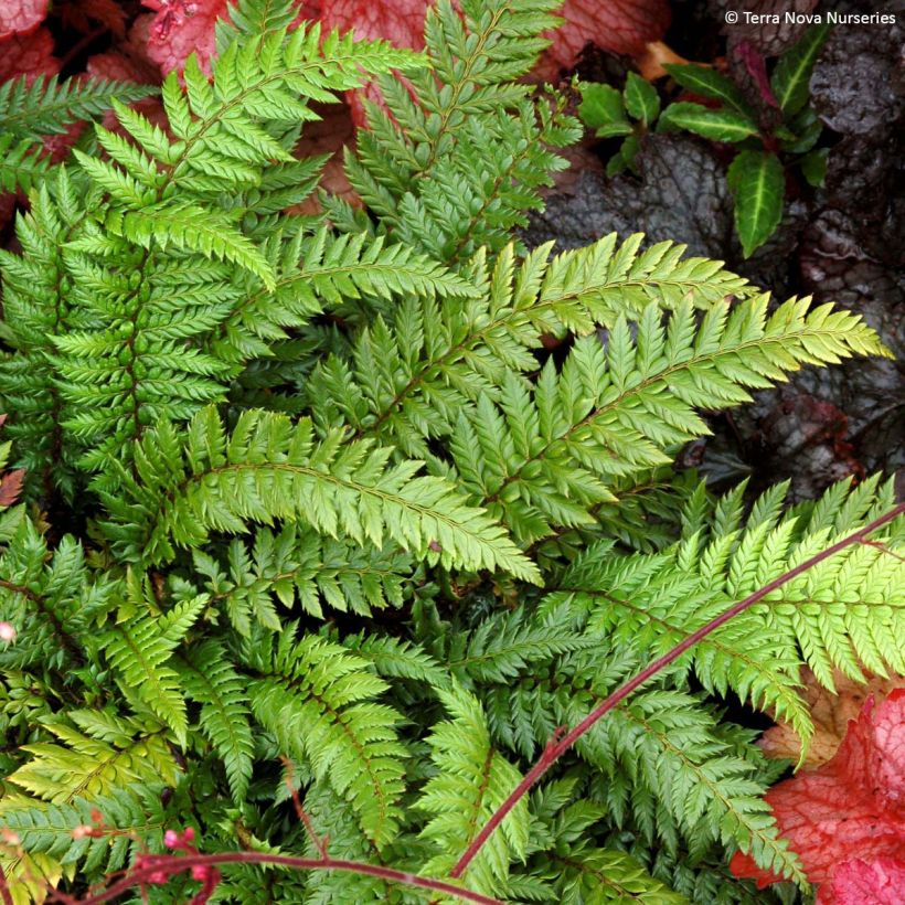 Polystichum Shiny Holy Fern - Fougère persistante  (Port)