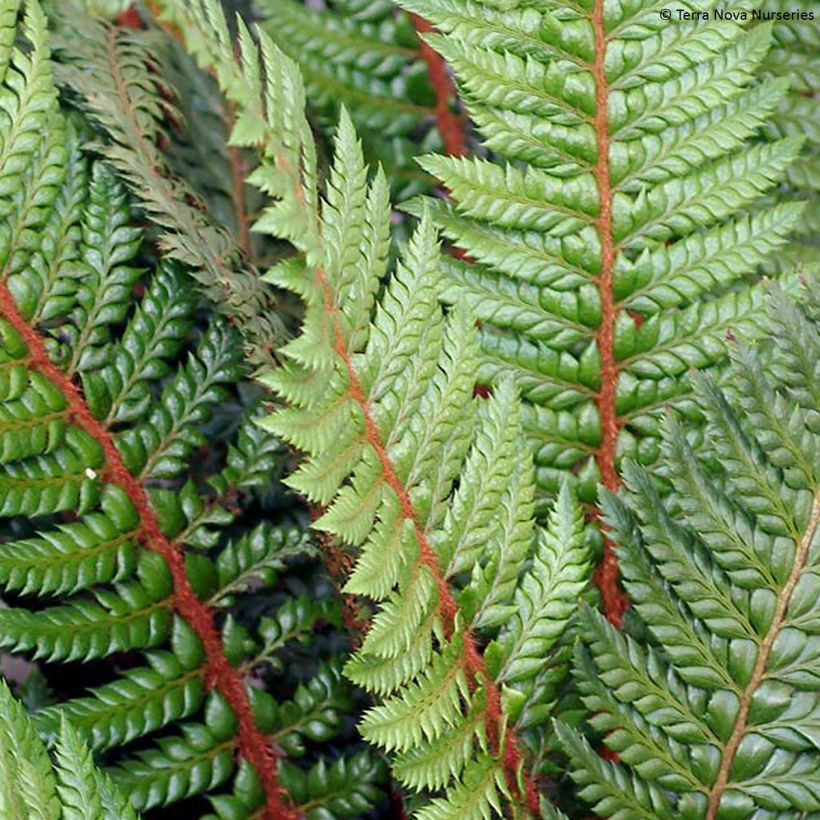 Polystichum Shiny Holy Fern - Fougère persistante  (Feuillage)