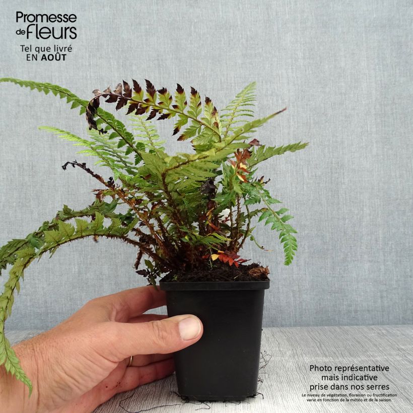 Spécimen de Polystichum Shiny Holy Fern - Fougère persistante  Godet de 8/9 cm tel que livré en été