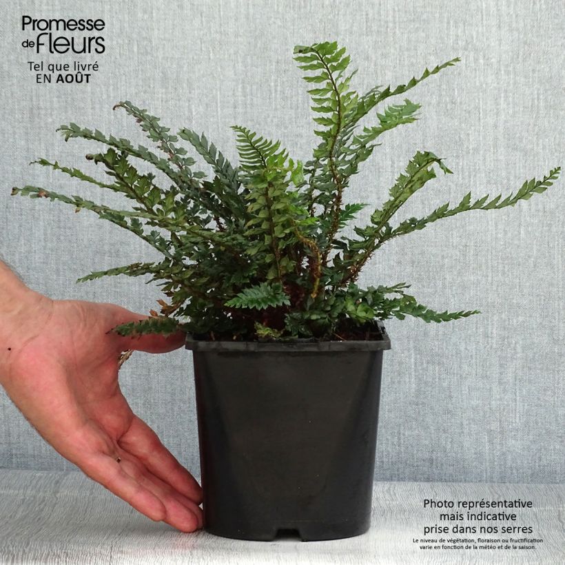 Spécimen de Polystichum Shiny Holy Fern - Fougère persistante  Pot de 2L/3L tel que livré en été