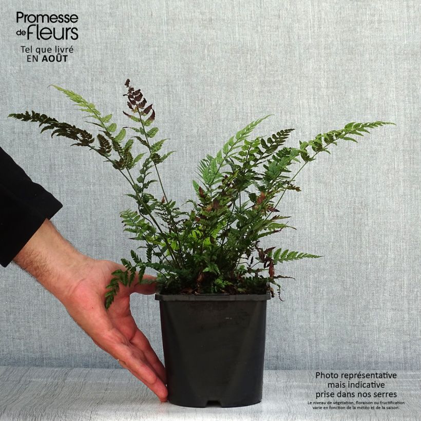 Spécimen de Polystichum tsus-simense - Aspidie, fougère Pot de 2L/3L tel que livré en été