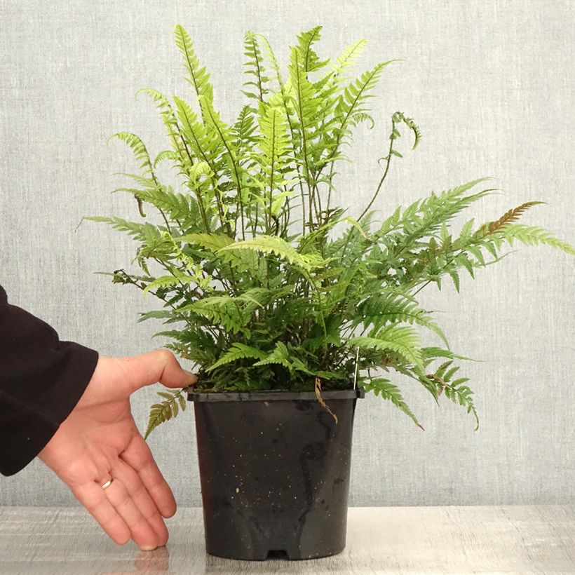 Spécimen de Polystichum tsus-simense - Aspidie, fougère Pot de 2L tel que livré au printemps