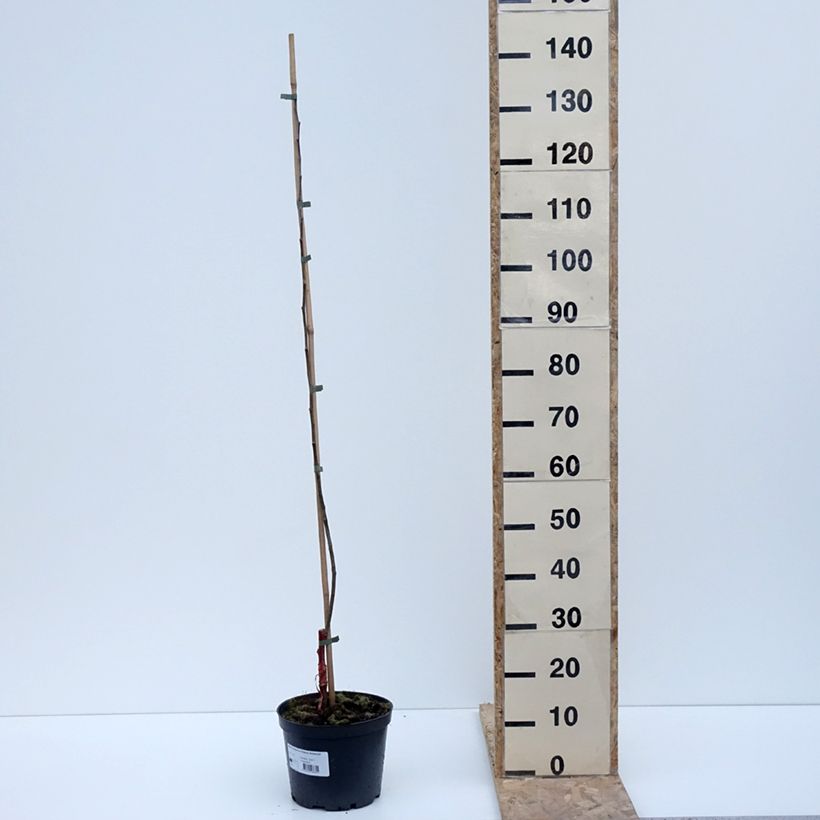 Spécimen de Pommier Ananas Berżenicki - Pot de 4L/5L - 1014 tel que livré en hiver