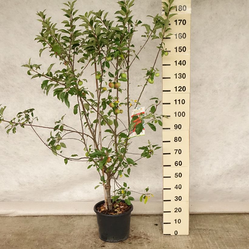 Spécimen de Pommier Antares Pot de 7,5L/10L, Gobelet tel que livré en été