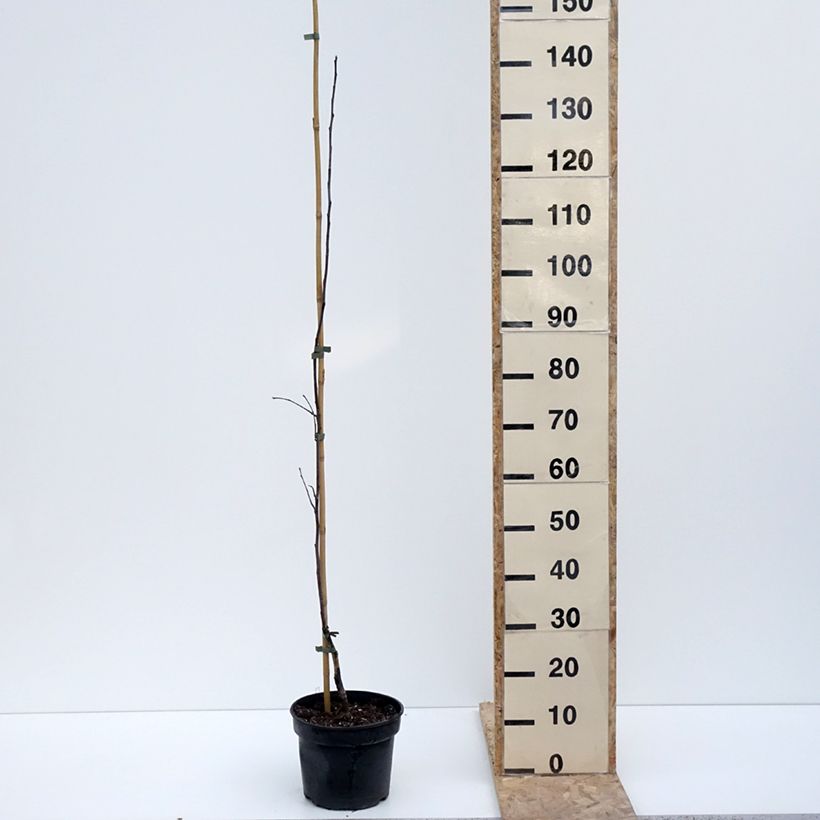 Spécimen de Pommier Antonówka Półtorapoundowa - Pot de 4L/5L - 1014 tel que livré en hiver