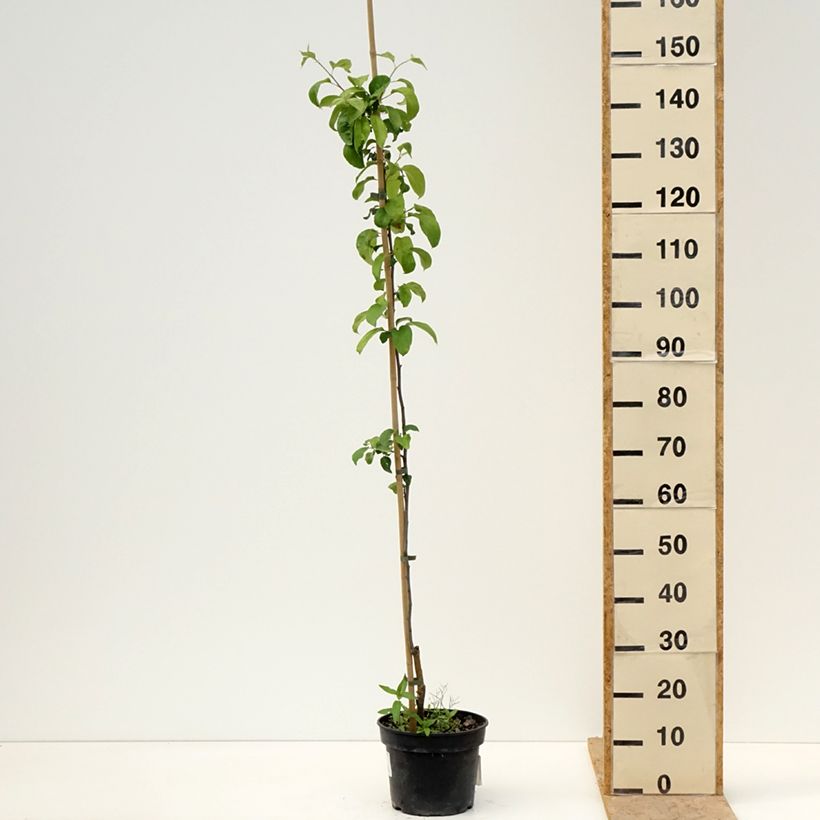 Spécimen de Pommier Antonówka Półtorapoundowa Pot de 4L/5L, Gobelet tel que livré au printemps