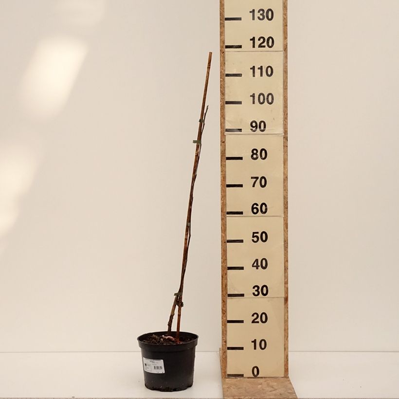Spécimen de Pommier Antonówka Zwykła - Pot de 4L/5L tel que livré en hiver