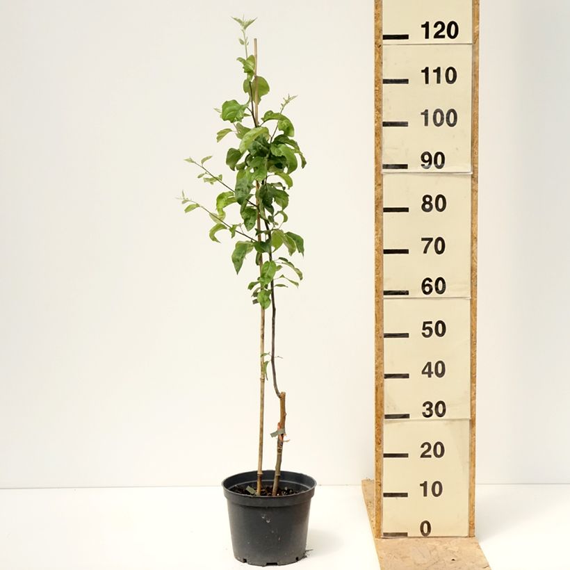 Spécimen de Pommier Antonówka Zwykła Pot de 4L/5L, Gobelet tel que livré au printemps