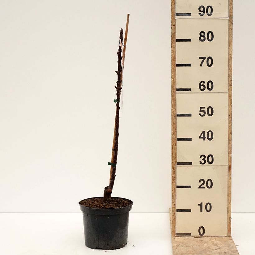 Spécimen de Pommier Ballerina Red Leaf en pot  4L./5L. tel que livré en hiver