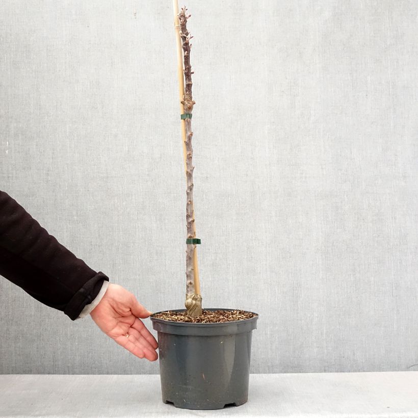 Spécimen de Pommier Ballerina Red Leaf en pot  4L./5L. tel que livré au printemps