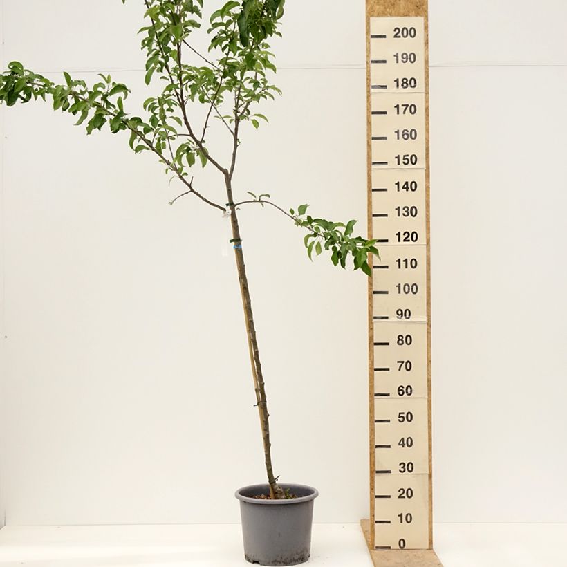 Spécimen de Pommier Belchard - Malus domestica Chanteclerc Pot de 12L/15L, Demi-Tige tel que livré au printemps