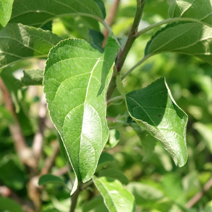 Pommier Belchard - Malus domestica Chanteclerc (Feuillage)