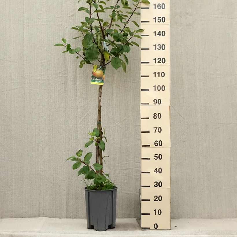 Spécimen de Pommier Belle de Boskoop Pot de 7,5L/10L, Demi-Tige tel que livré en été