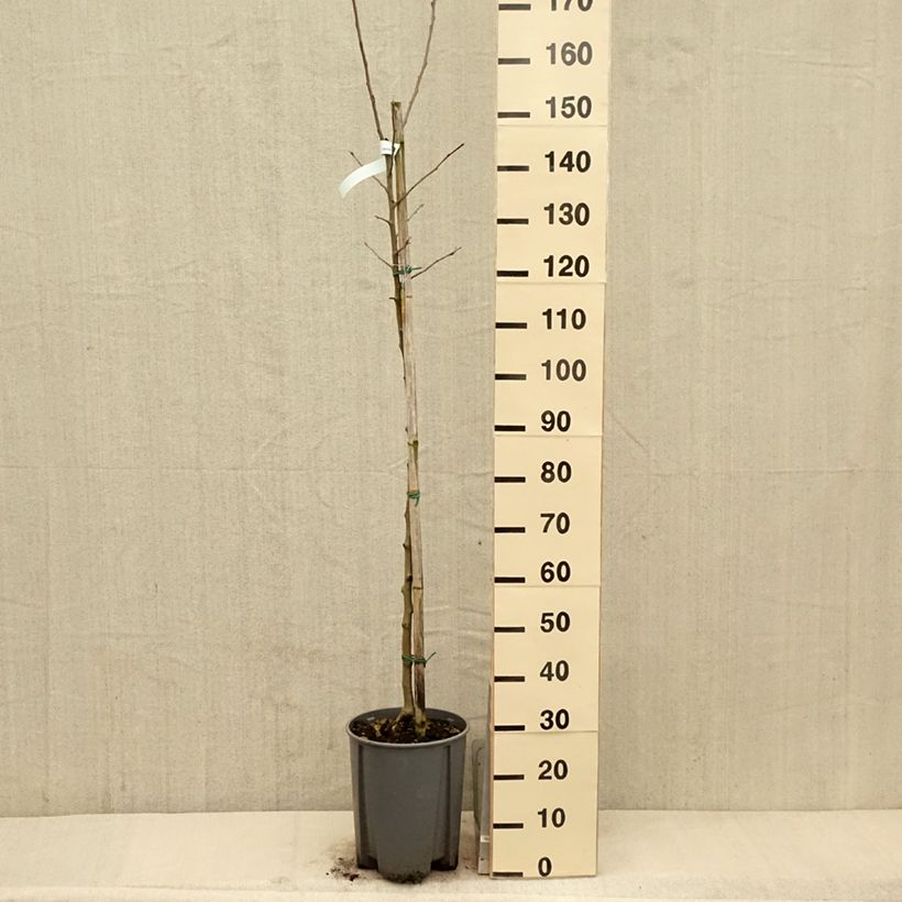 Spécimen de Pommier Belle de Boskoop - demi-tige en pot de 7.5/10L tel que livré au printemps