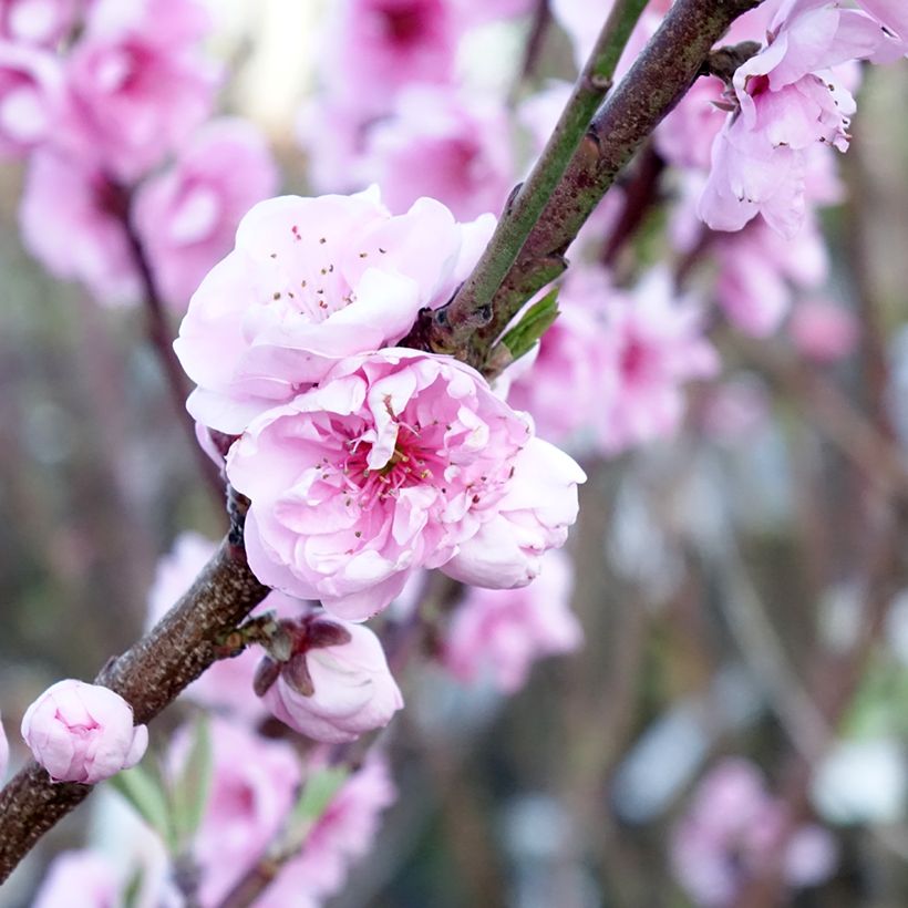Pommier Belle de Boskoop (Floraison)