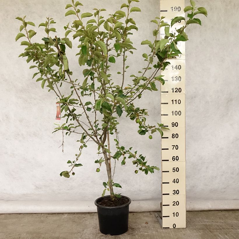 Spécimen de Pommier Belle de Boskoop Pot de 7,5L/10L, Gobelet tel que livré en été
