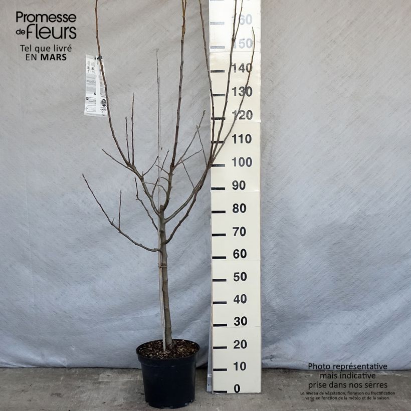 Spécimen de Pommier Belle de Boskoop - Gobelet en pot de 10L tel que livré au printemps