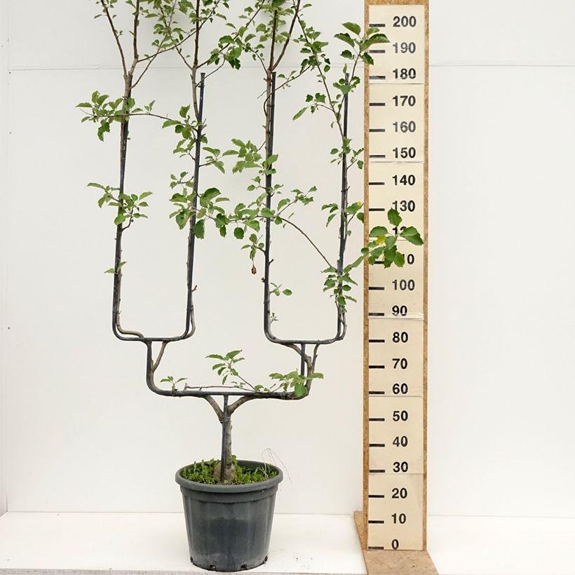 Spécimen de Pommier Belle de Boskoop Pot de 12L/15L, Palmette double U tel que livré au printemps