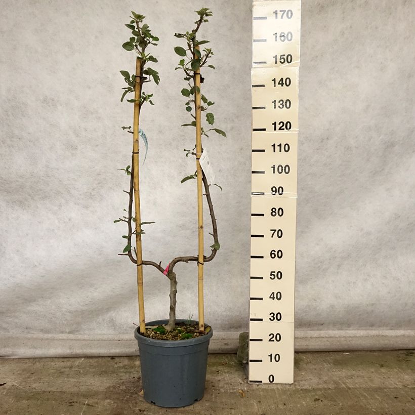 Spécimen de Pommier Belle de Boskoop Pot de 12L/15L, Palmette simple U tel que livré en automne