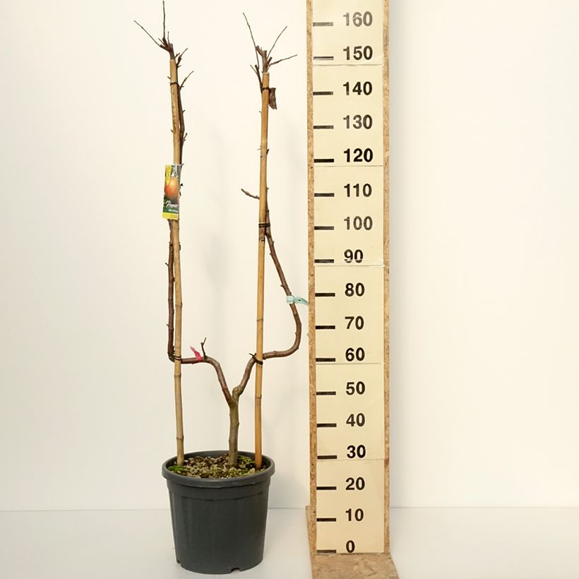 Spécimen de Pommier Belle de Boskoop - Palmette simple U tel que livré en hiver