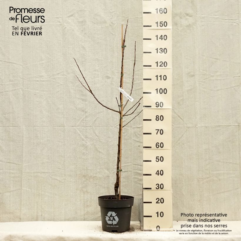 Spécimen de Pommier Blush rosette - pomme sanguine Pot de 7,5L/10L, Gobelet tel que livré en hiver