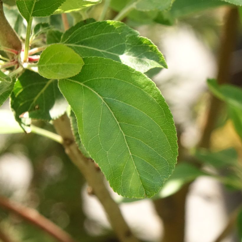 Pommier Blush rosette - pomme sanguine (Feuillage)