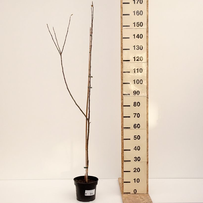 Spécimen de Pommier Bramley's Seedling - Pot de 4L/5L - 1014 tel que livré en hiver