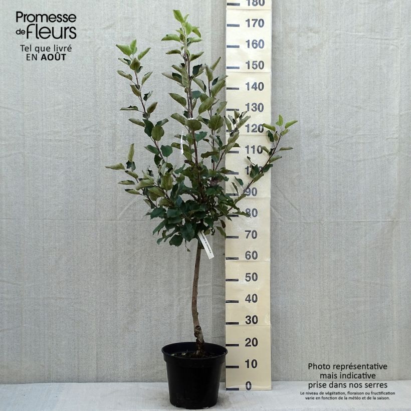 Spécimen de Pommier Calville Blanche - Malus domestica Pot de 7,5L/10L, Gobelet tel que livré en été